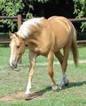 StarlightStables